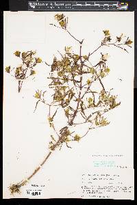 Bidens bidentoides image