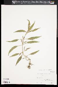 Bidens bidentoides image