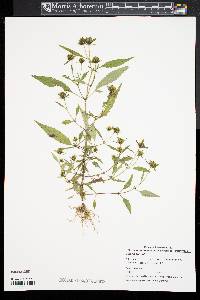 Bidens connata image