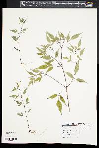 Bidens discoidea image