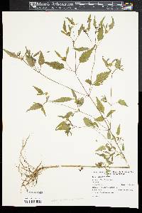 Bidens discoidea image