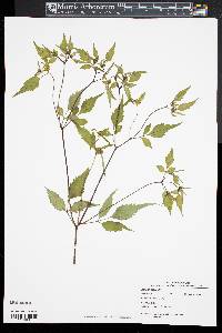 Bidens discoidea image