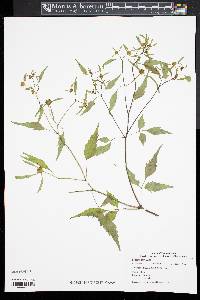 Bidens discoidea image