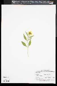 Bidens laevis image