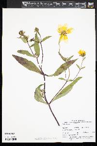 Bidens laevis image