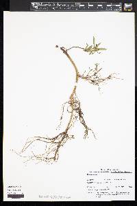 Bidens laevis image