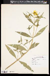 Bidens laevis image