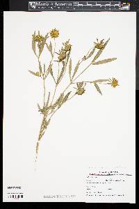 Bidens laevis image