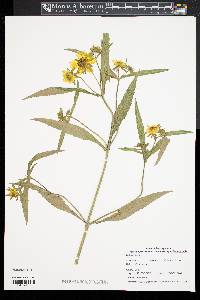 Bidens laevis image