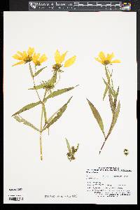 Bidens laevis image