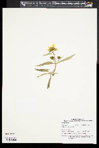 Bidens laevis image