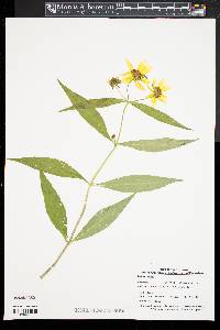 Bidens laevis image