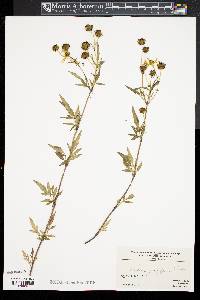 Bidens polylepis image