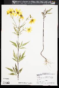 Bidens polylepis image