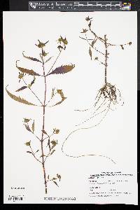 Bidens tripartita image