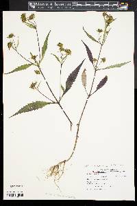 Bidens tripartita image