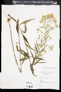 Brickellia eupatorioides image