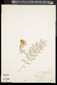 Centaurea cineraria image