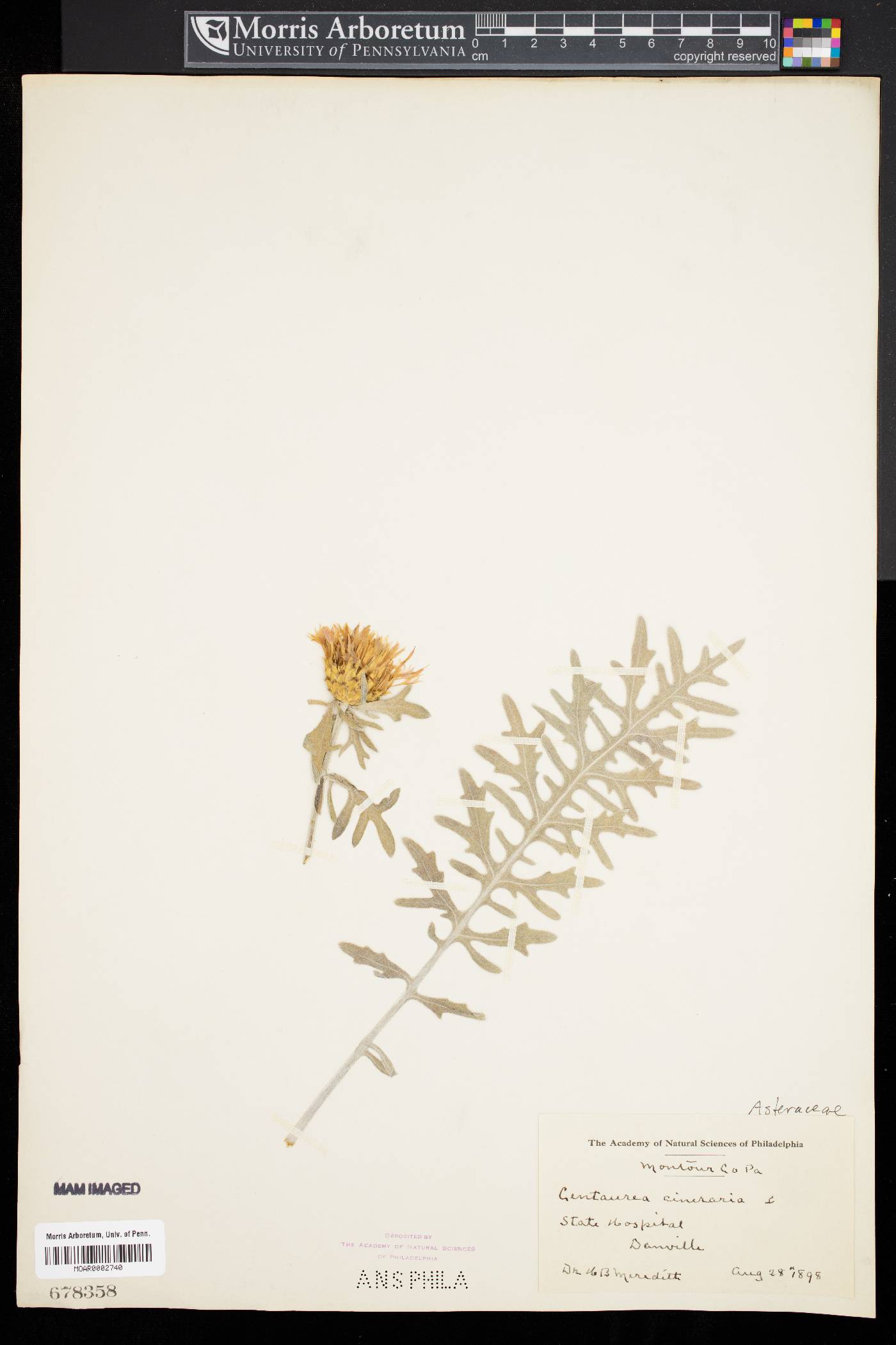 Centaurea cineraria image