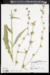 Cichorium intybus image