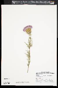 Cirsium discolor image