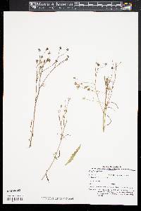 Crepis capillaris image