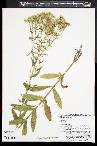 Eupatorium album image