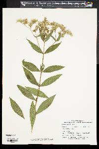 Eupatorium altissimum image