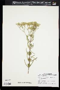 Eupatorium hyssopifolium image