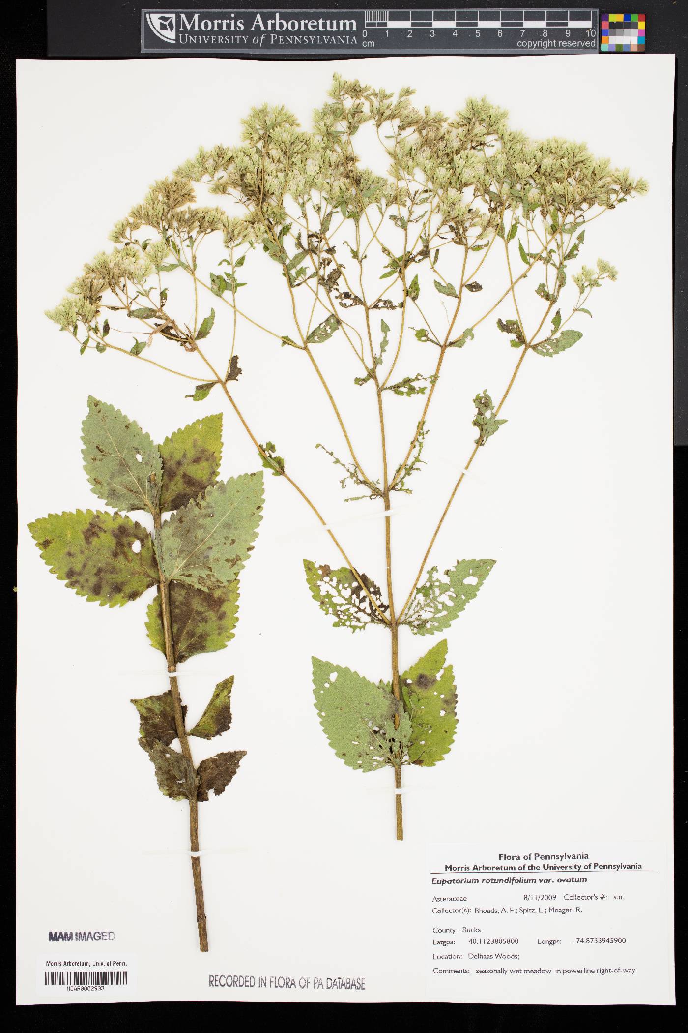 Eupatorium rotundifolium var. ovatum image