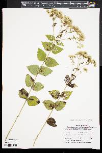 Eupatorium rotundifolium var. rotundifolium image