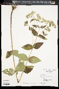 Eupatorium rotundifolium var. rotundifolium image