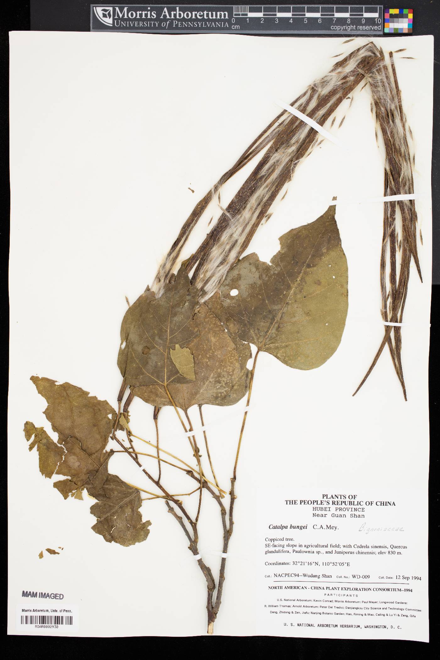 Catalpa bungei image