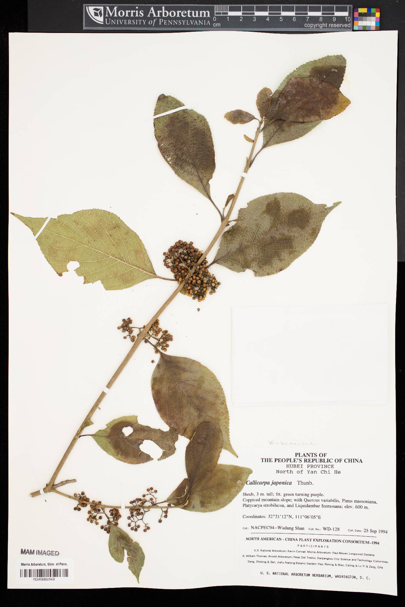 Callicarpa japonica image
