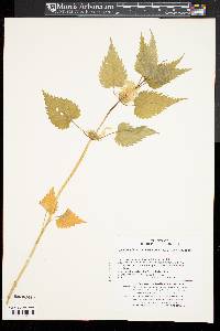 Lamium album subsp. barbatum image