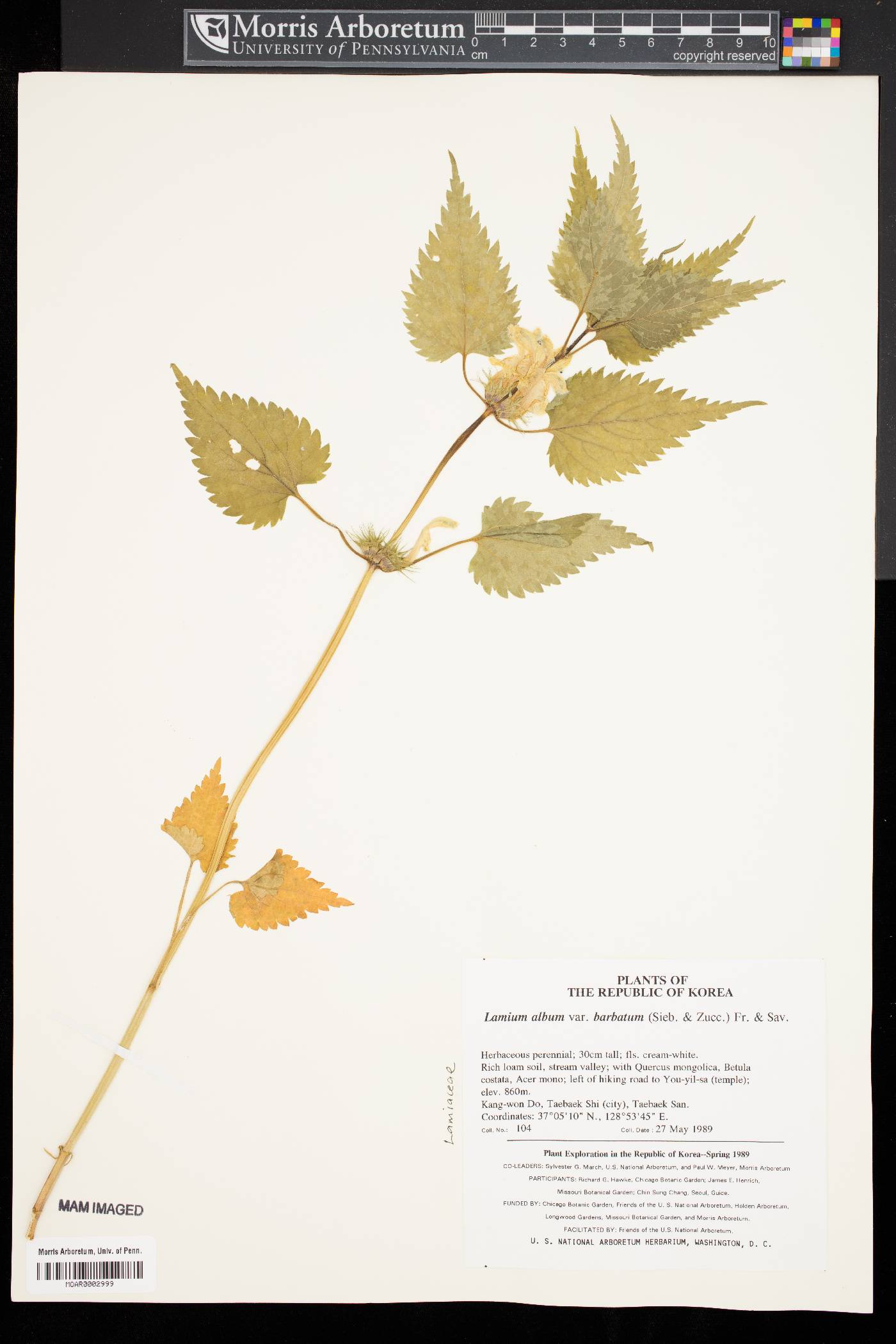 Lamium album subsp. barbatum image