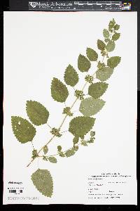 Melissa officinalis image