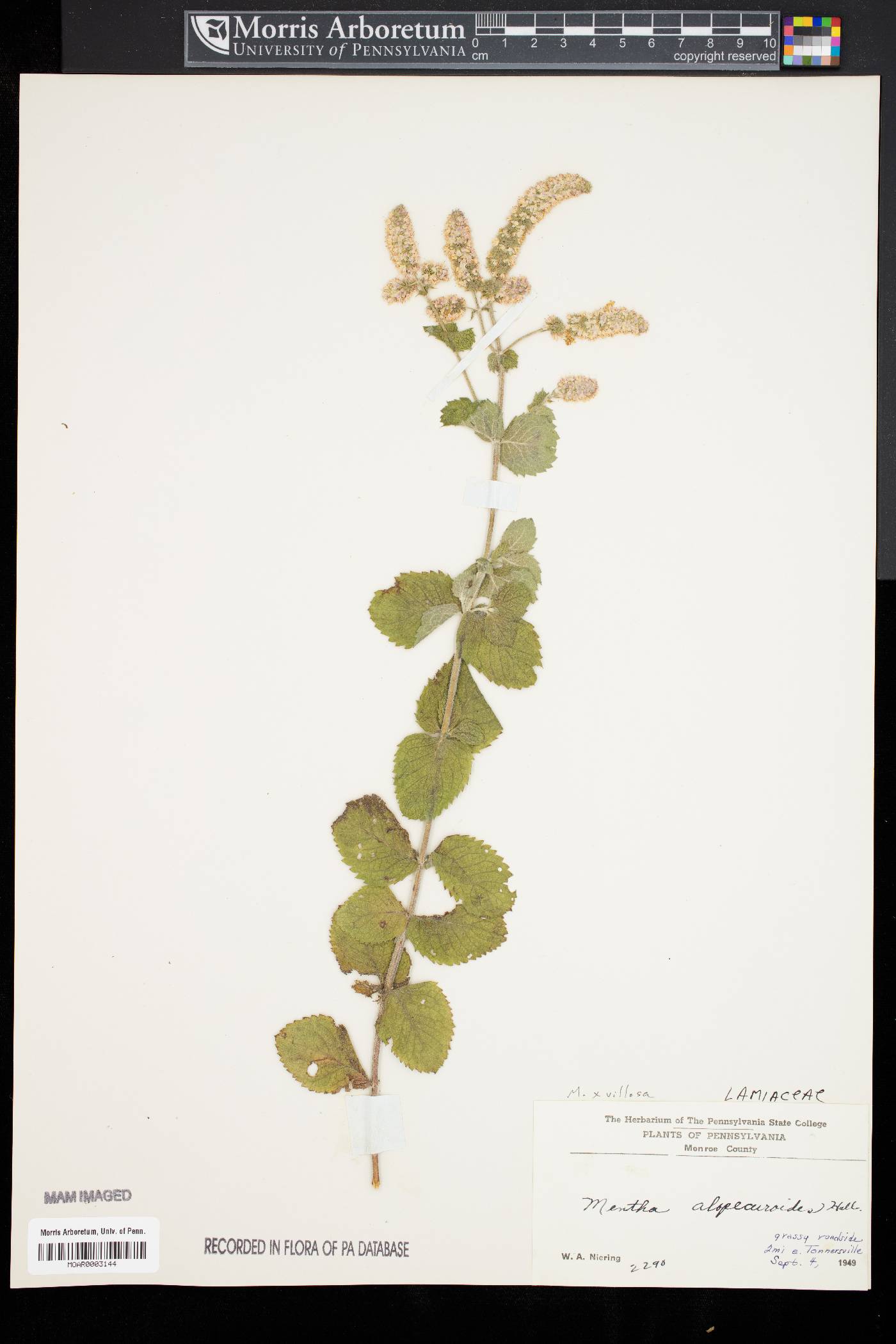 Mentha alopecuroides image