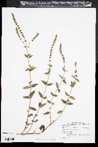 Mentha spicata image