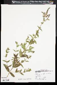 Mentha spicata image