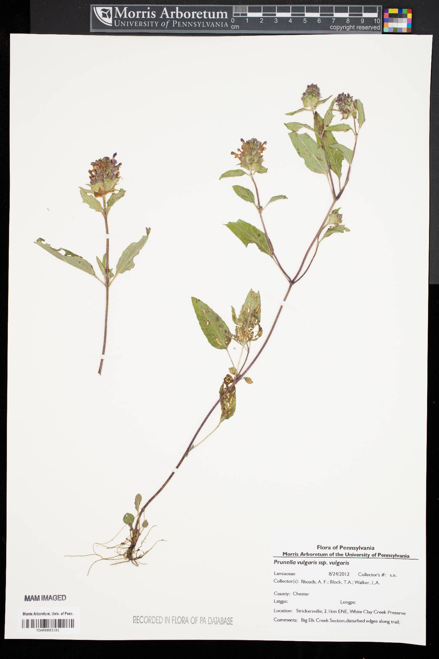 Prunella vulgaris subsp. vulgaris image