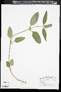 Prunella vulgaris subsp. vulgaris image