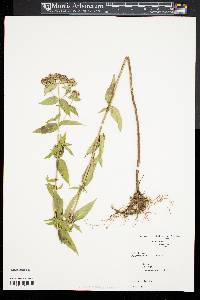 Pycnanthemum muticum image