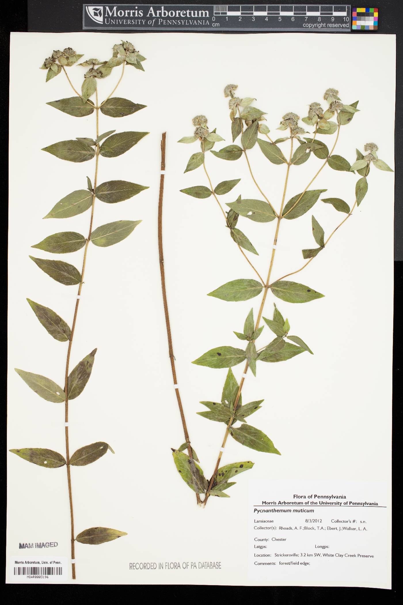 Pycnanthemum muticum image