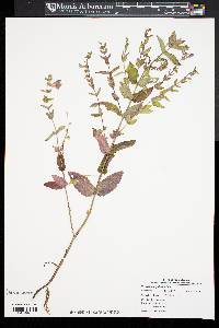 Scutellaria galericulata image