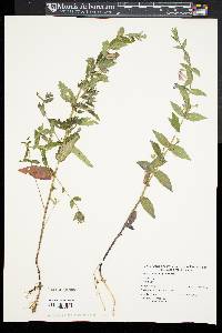 Scutellaria galericulata image