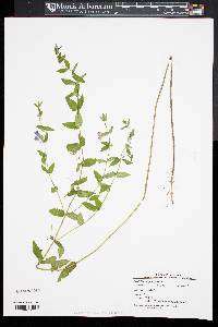 Scutellaria galericulata image