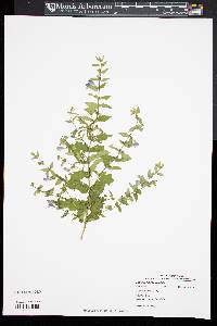 Scutellaria galericulata image