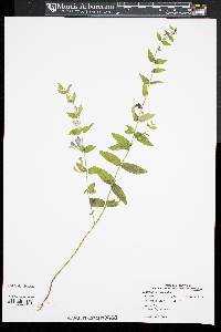 Scutellaria galericulata image