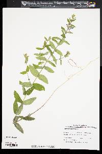 Scutellaria galericulata image